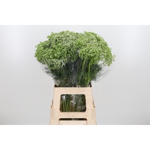 Ammi Majus Visnaga