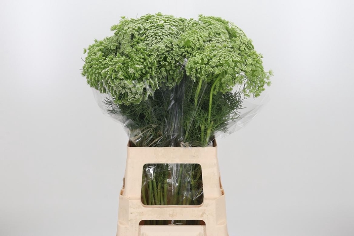 <h4>Ammi Majus Visnaga</h4>