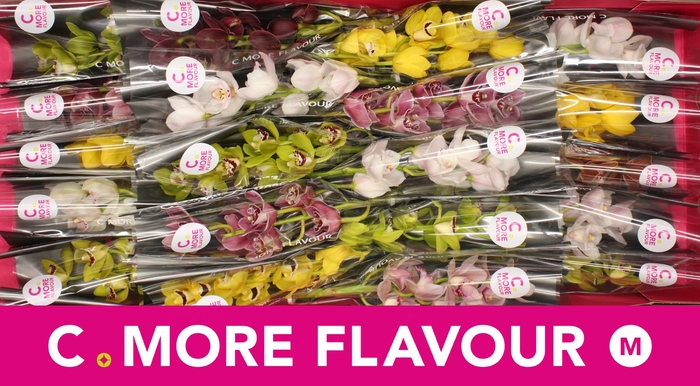 <h4>CYMB MI GEM</h4>