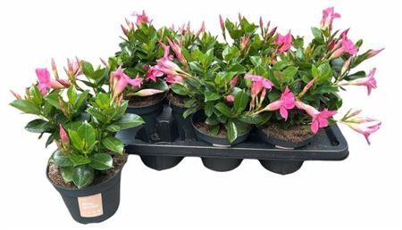<h4>Mande Sun Pink</h4>