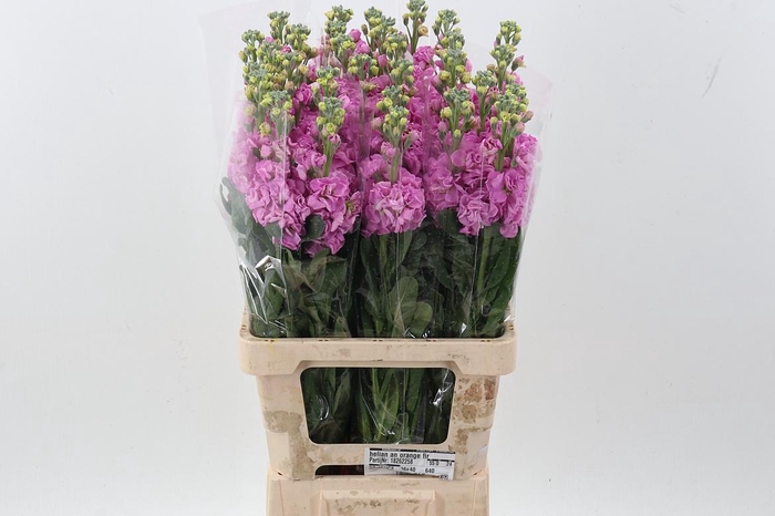 <h4>Matth Phantom Pink</h4>