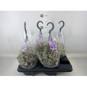 Ceropegia woodii 'Variegata'