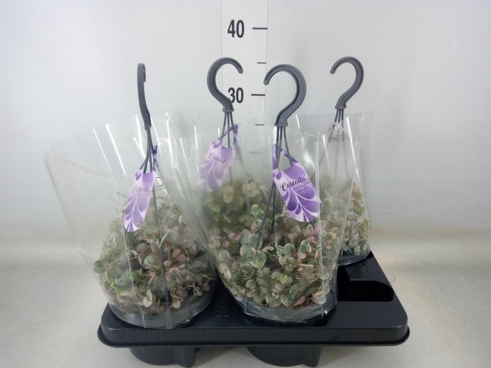 <h4>Ceropegia woodii 'Variegata'</h4>