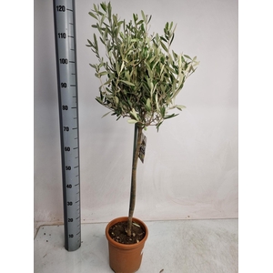 OLEA EUROPAEA