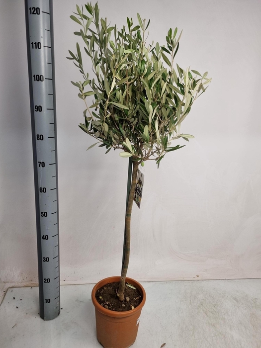 <h4>OLEA EUROPAEA</h4>