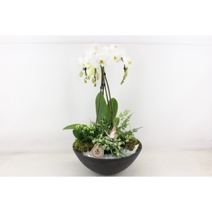 arr2 PL - Ebbi black phal. paraplu wit