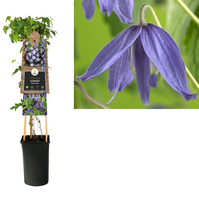<h4>Clematis macropetala +3.0 label</h4>