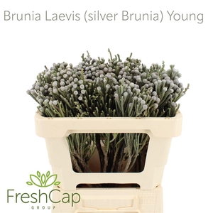 Brunia Leavis (silver Brunia) Young