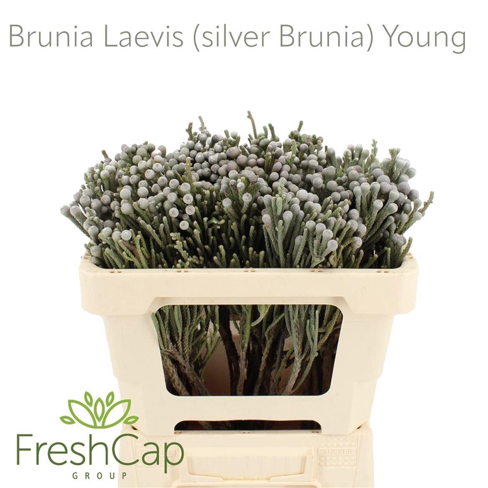 <h4>Brunia Leavis (silver Brunia) Young</h4>