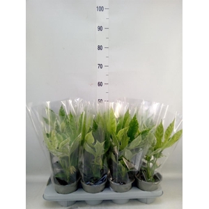 Fatsia japonica 'Variegata'