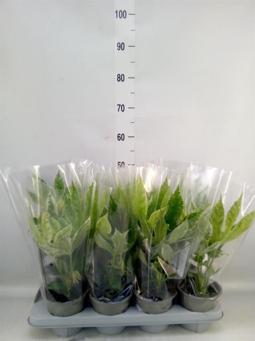 <h4>Fatsia japonica 'Variegata'</h4>