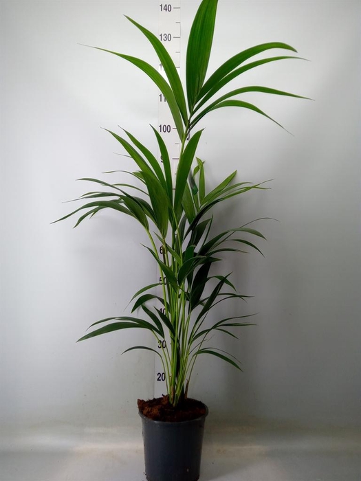 <h4>Howea forsteriana</h4>