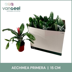 AECH FAS PRIMERA