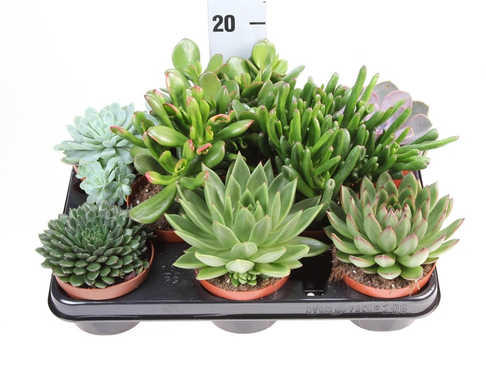 <h4>Succulents   ...</h4>