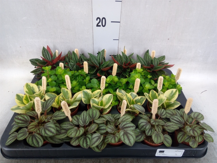 <h4>Peperomia   ...mix</h4>