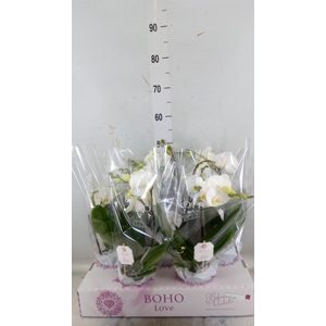 Phalaenopsis   ...white