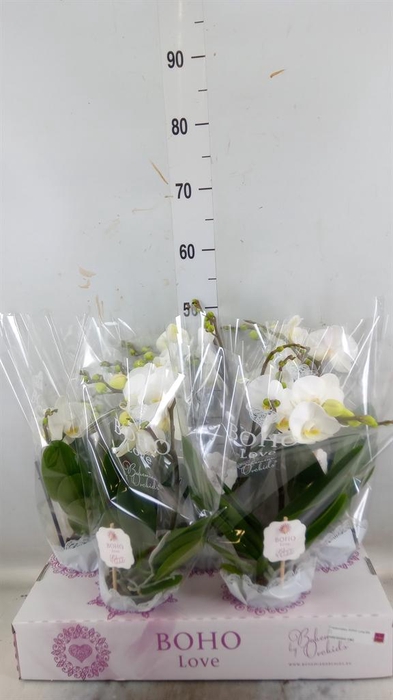 <h4>Phalaenopsis ...white</h4>