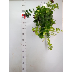 Aeschynanthus 'Mona Lisa'