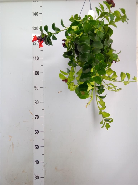 <h4>Aeschynanthus  'Mona Lisa'</h4>