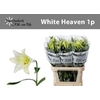 Lilium Lf White Heaven