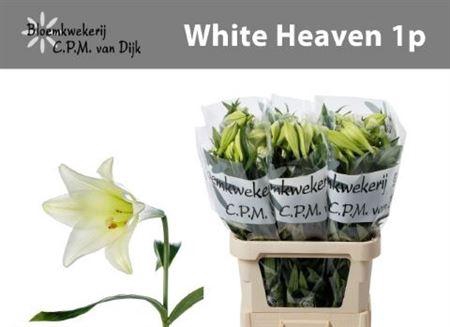 Lilium Lf White Heaven