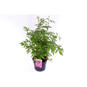 Astilbe japonica Mainz