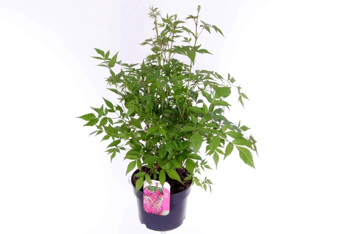 <h4>Astilbe japonica Mainz</h4>