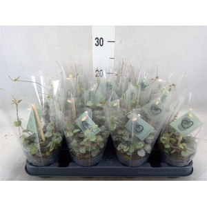 Ceropegia woodii ssp. woodii