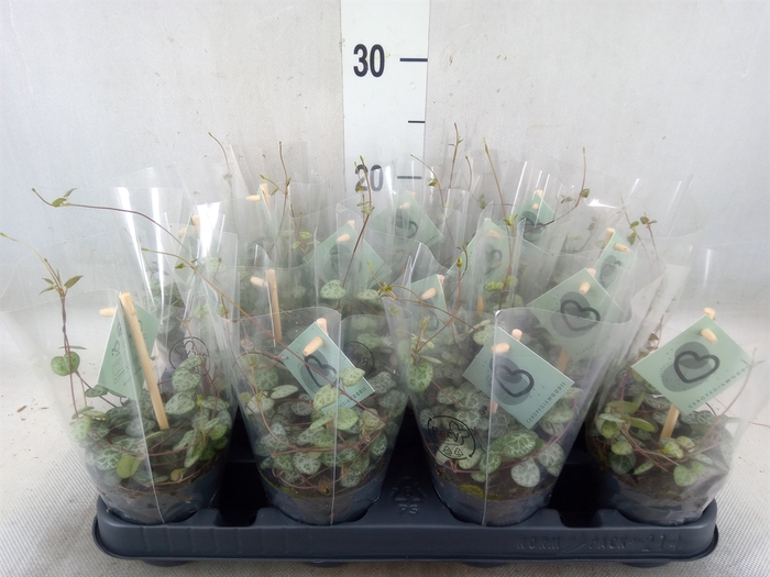 <h4>Ceropegia woodii ssp. woodii</h4>