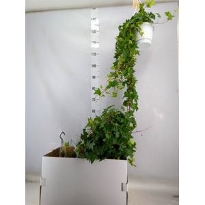 Hedera helix 'Pittsburgh'