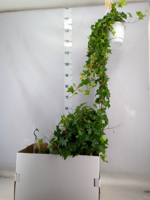 <h4>Hedera helix 'Pittsburgh'</h4>