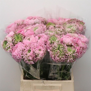 Ran Ponpon Fantastico Extra