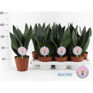 SANSEV TRIFASCIA  OV