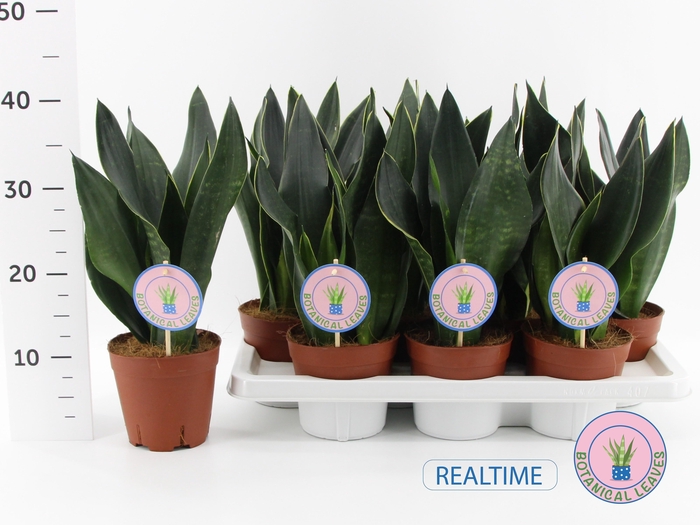 <h4>SANSEV TRIFASCIA  OV</h4>