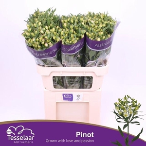 ALST FL PINOT