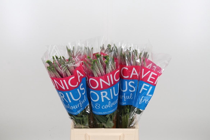 <h4>Veron Smart Artist</h4>