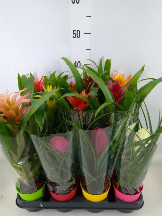 <h4>Guzmania   ...mix</h4>