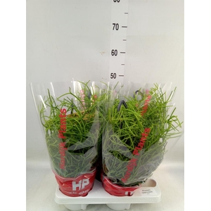 Rhipsalis heteroclada