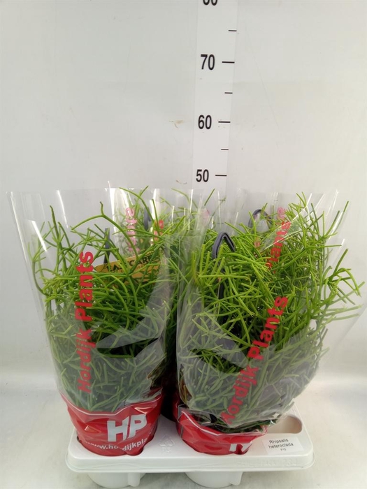 <h4>Rhipsalis heteroclada</h4>