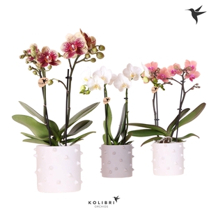 Kolibri Orchids Phalaenopsis mix 2 spike in Spike pot mix