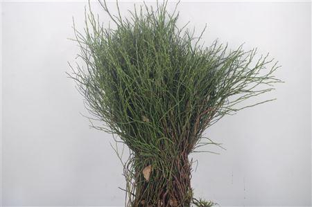 <h4>Bosbes Per Pak ( Bosjes X5 Schoon )</h4>