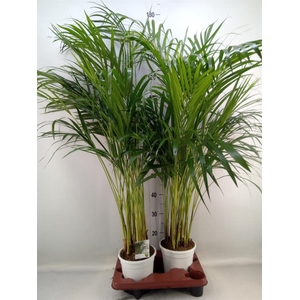 Dypsis lutescens   ...Chrysalidoca