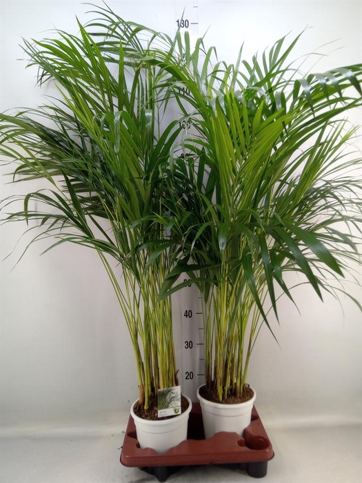 <h4>Dypsis lutescens   ...Chrysalidoca</h4>