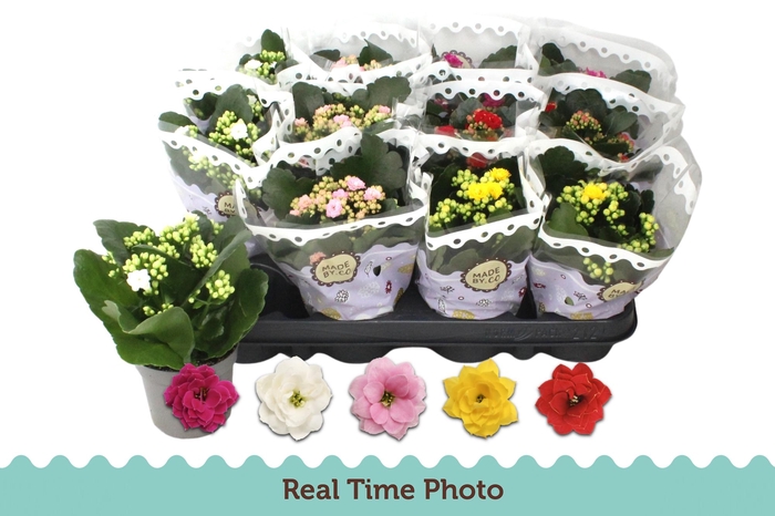 <h4>KAL GE GEM 5 KL</h4>