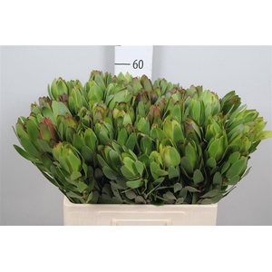 Leucad Saf Goldstrik