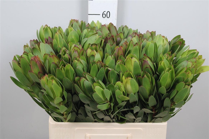 <h4>Leucad Saf Goldstrik</h4>