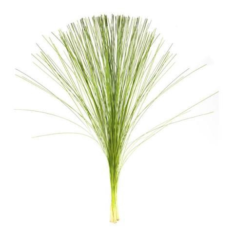 LILYGRASS VARIEGATED