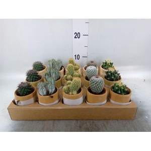 Cactus   ...mix