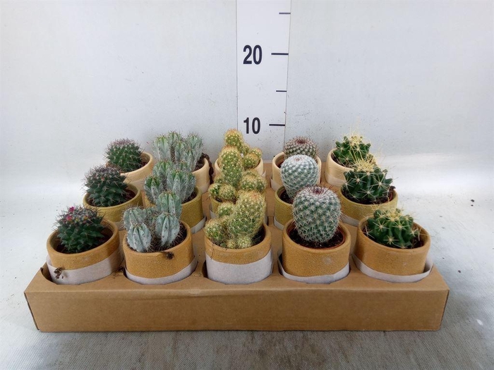 <h4>Cactus   ...mix</h4>