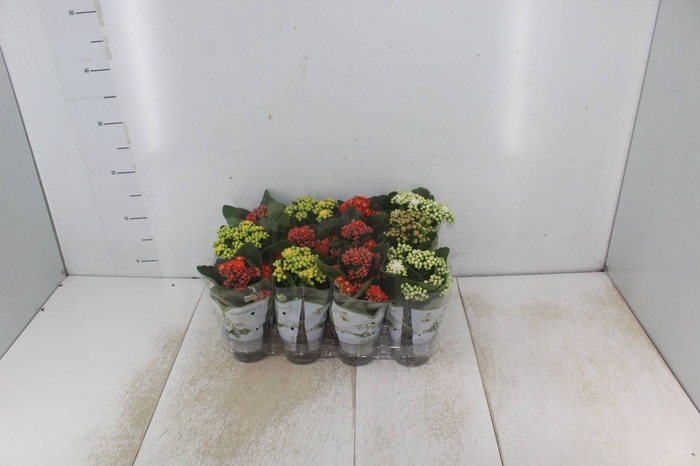 <h4>KALANCHOE DOBRADO MINI P09</h4>